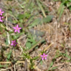 Centaurium erythraea (Common Centaury) at Yass River, NSW - 10 Jan 2021 by 120Acres