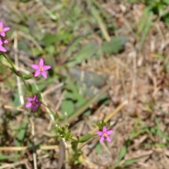 Centaurium erythraea (Common Centaury) at Yass River, NSW by 120Acres