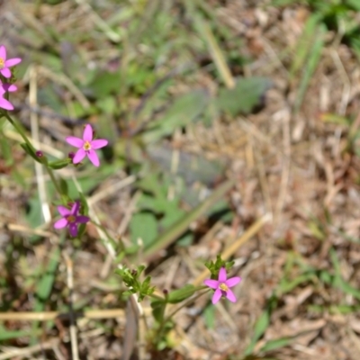 Centaurium erythraea (Common Centaury) at Yass River, NSW by 120Acres