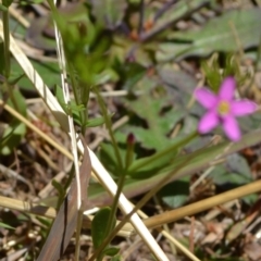 Centaurium erythraea at Yass River, NSW - 10 Jan 2021