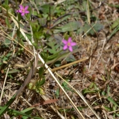 Centaurium erythraea at Yass River, NSW - 10 Jan 2021