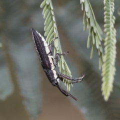 Rhinotia sp. (genus) (Unidentified Rhinotia weevil) at Hawker, ACT - 5 Jan 2021 by AlisonMilton