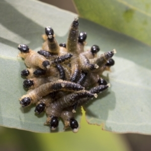 Pseudoperga sp. (genus) at Hawker, ACT - 6 Jan 2021