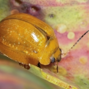 Paropsisterna cloelia at Bruce, ACT - 29 Dec 2020