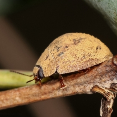 Trachymela sp. (genus) (Brown button beetle) at Flea Bog Flat, Bruce - 29 Dec 2020 by kasiaaus