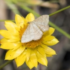 Scopula rubraria (Reddish Wave, Plantain Moth) at Hawker, ACT - 6 Jan 2021 by AlisonMilton