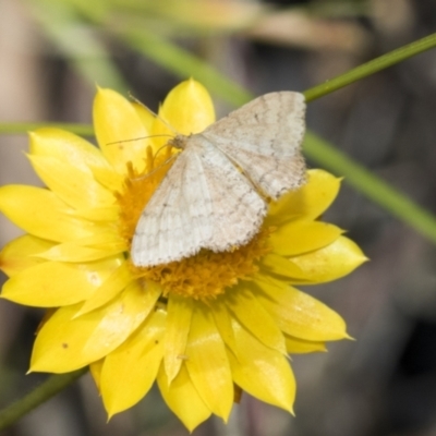 Scopula rubraria (Reddish Wave, Plantain Moth) at The Pinnacle - 5 Jan 2021 by AlisonMilton