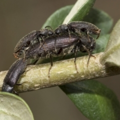 Hemiopsida sp. (genus) (False click beetle) at Hawker, ACT - 5 Jan 2021 by AlisonMilton