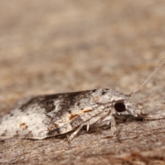 Isotenes miserana at Melba, ACT - 29 Dec 2020 10:30 PM