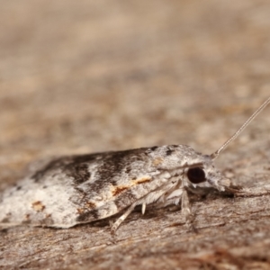 Isotenes miserana at Melba, ACT - 29 Dec 2020