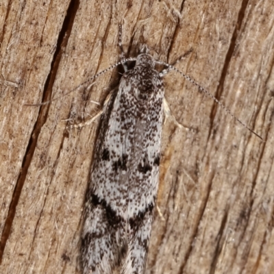 Heterozyga coppatias (A concealer moth) at Melba, ACT - 29 Dec 2020 by kasiaaus