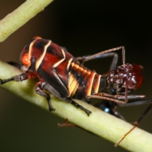 Eurymeloides punctata at Bruce, ACT - 29 Dec 2020