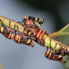 Eurymeloides punctata at Bruce, ACT - 29 Dec 2020