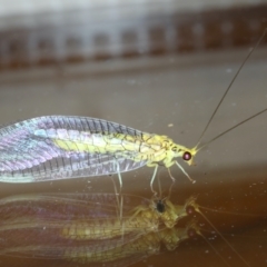 Italochrysa insignis (A Green Lacewing) at Ainslie, ACT - 9 Jan 2021 by jbromilow50