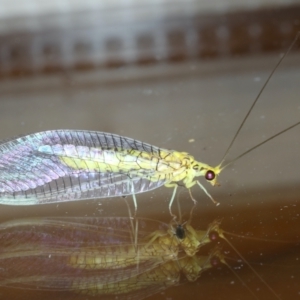 Italochrysa insignis at Ainslie, ACT - 9 Jan 2021