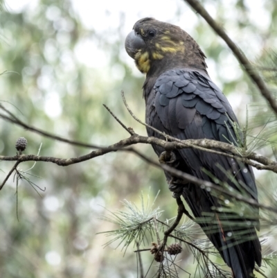 Calyptorhynchus lathami (Glossy Black-Cockatoo) at Penrose - 2 Jan 2021 by Aussiegall