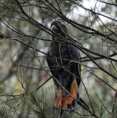Calyptorhynchus lathami (Glossy Black-Cockatoo) at Penrose, NSW - 2 Jan 2021 by Aussiegall