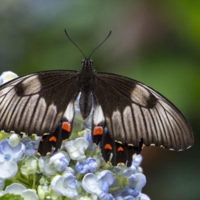 Papilio aegeus (Orchard Swallowtail, Large Citrus Butterfly) at Penrose, NSW - 7 Jan 2021 by Aussiegall