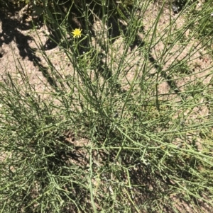 Chondrilla juncea at Mount Clear, ACT - 10 Jan 2021