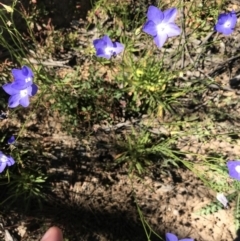 Wahlenbergia planiflora subsp. planiflora (Flat Bluebell) at Mount Clear, ACT - 10 Jan 2021 by Tapirlord