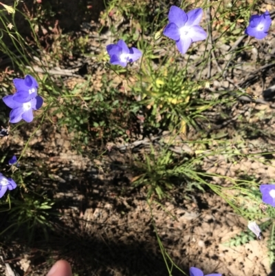 Wahlenbergia planiflora subsp. planiflora (Flat Bluebell) at Mount Clear, ACT - 10 Jan 2021 by Tapirlord