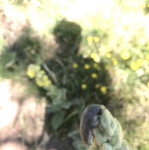 Trigonodera sp. (genus) at Mount Clear, ACT - 10 Jan 2021