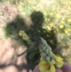 Trigonodera sp. (genus) at Mount Clear, ACT - 10 Jan 2021