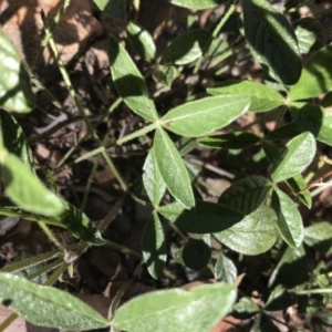 Cullen microcephalum at Mount Clear, ACT - 10 Jan 2021