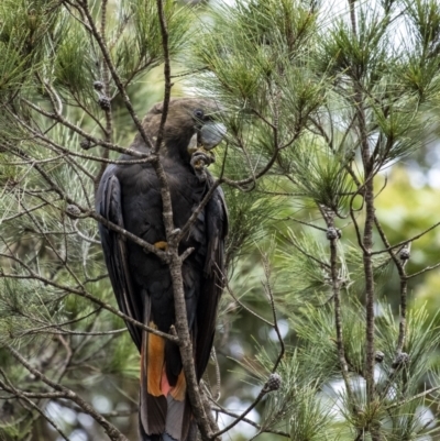 Calyptorhynchus lathami (Glossy Black-Cockatoo) at Penrose - 8 Jan 2021 by Aussiegall