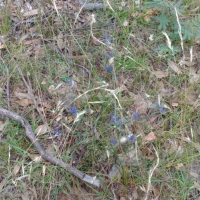 Eryngium ovinum (Blue Devil) at Downer, ACT - 7 Jan 2021 by Avery