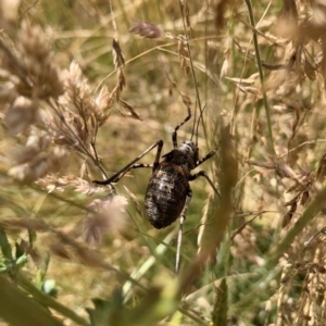 Acripeza reticulata at Booth, ACT - 11 Jan 2021