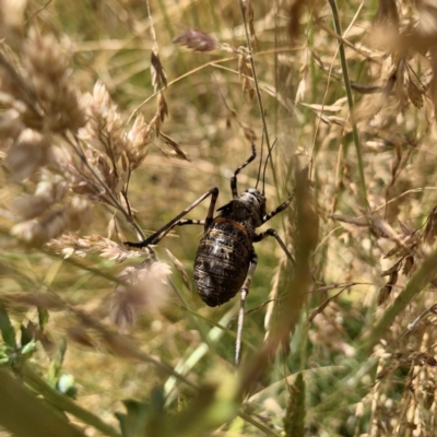 Acripeza reticulata (Mountain Katydid) at Booth, ACT - 11 Jan 2021 by RosD