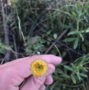 Coronidium monticola at Mount Clear, ACT - 10 Jan 2021 11:28 AM