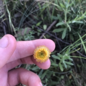 Coronidium monticola at Mount Clear, ACT - 10 Jan 2021 11:28 AM