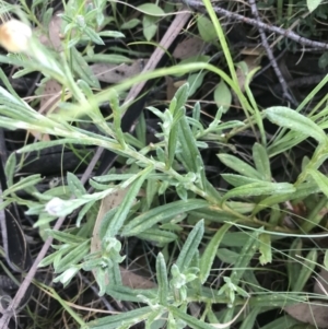 Coronidium monticola at Mount Clear, ACT - 10 Jan 2021 11:28 AM