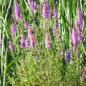 Lythrum salicaria at Fyshwick, ACT - 9 Jan 2021