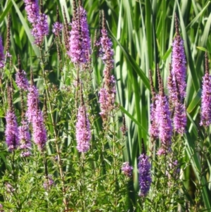 Lythrum salicaria at Fyshwick, ACT - 9 Jan 2021