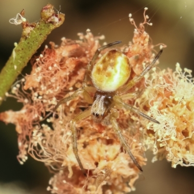 Araneinae (subfamily) (Orb weaver) at Bruce Ridge to Gossan Hill - 29 Dec 2020 by kasiaaus