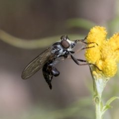 Cerdistus sp. (genus) (Yellow Slender Robber Fly) at Hawker, ACT - 6 Jan 2021 by AlisonMilton