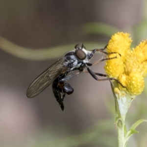 Cerdistus sp. (genus) at Hawker, ACT - 6 Jan 2021