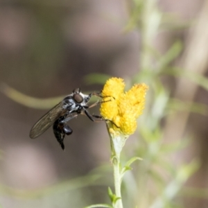 Cerdistus sp. (genus) at Hawker, ACT - 6 Jan 2021