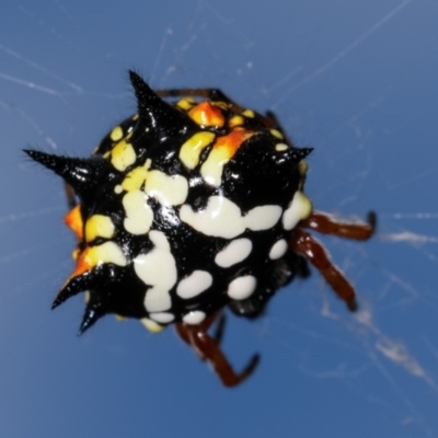 Austracantha minax (Christmas Spider, Jewel Spider) at Flea Bog Flat, Bruce - 29 Dec 2020 by kasiaaus