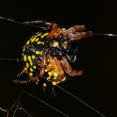 Austracantha minax at Bruce, ACT - 29 Dec 2020