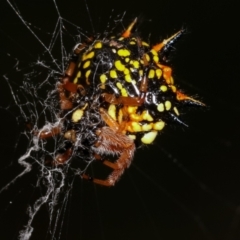 Austracantha minax at Bruce, ACT - 29 Dec 2020