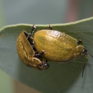 Paropsisterna cloelia at Hawker, ACT - 6 Jan 2021 11:32 AM