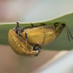 Paropsisterna cloelia at Hawker, ACT - 6 Jan 2021 11:32 AM