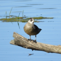 Malacorhynchus membranaceus (Pink-eared Duck) at Fyshwick, ACT - 8 Jan 2021 by MatthewFrawley