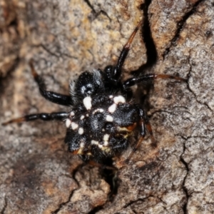 Austracantha minax at Bruce, ACT - 29 Dec 2020