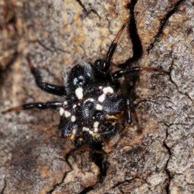 Austracantha minax (Christmas Spider, Jewel Spider) at Bruce, ACT - 29 Dec 2020 by kasiaaus