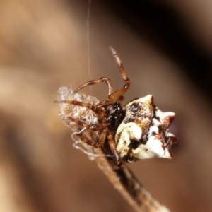 Phoroncidia sextuberculata at Bruce, ACT - 29 Dec 2020